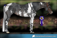 Horse Color:Brown Sabino Tobiano Rabicano 