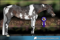 Horse Color:Brown Sabino Tobiano Rabicano