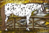 Horse Color:Liver Chestnut Appaloosa 