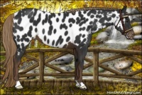 Horse Color:Liver Chestnut Appaloosa 