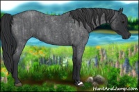 Horse Color:Blue Roan  and Blue Roan 
