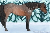 Horse Color:Brown Roan 