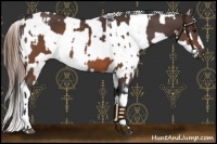 Horse Color:Brown  and Brown Appaloosa 