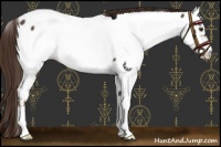 Horse Color:Liver Red Roan Fewspot Rabicano 