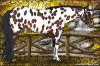 Horse Color:Brown Appaloosa