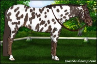 Horse Color:Liver Chestnut Appaloosa