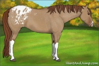 Horse Color:Red Dun Appaloosa 