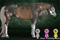 Horse Color:Gray Silver Brown Dun Sabino Rabicano  and Gray Silver Black Sabino Rabicano 