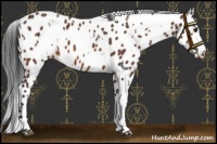 Horse Color:White Spotted Bay Appaloosa 