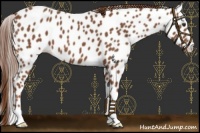 Horse Color:Chestnut Appaloosa
