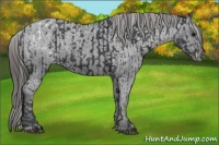 Horse Color:Black Appaloosa  and Black Appaloosa 