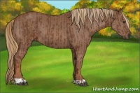 Horse Color:Chestnut and Chestnut