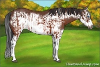 Horse Color:Brown Splash Frame Rabicano  and Bay Splash Frame Rabicano 