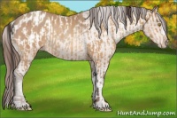 Horse Color:Amber Champagne Rabicano  and Amber Champagne Blanket Rabicano 