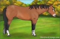 Horse Color:Bay Splash Frame 