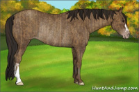 Horse Color:Classic Champagne Rabicano and Gray Classic Champagne Rabicano
