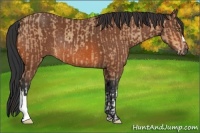 Horse Color:Amber Champagne Rabicano and Bay Rabicano