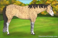 Horse Color:Buckskin Splash  and Buckskin Splash 