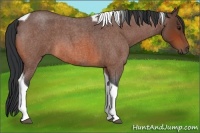 Horse Color:Bay Roan Tobiano