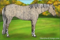 Horse Color:Smoky Grullo Roan  and Silver Smoky Grullo Roan 