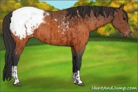 Horse Color:Brown Appaloosa  and Brown Appaloosa 
