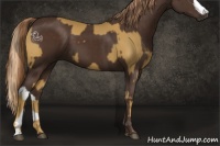 Horse Color:Palomino  and Liver Chestnut 