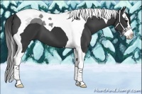 Horse Color:Black Splash Tobiano 