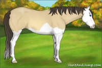 Horse Color:Amber Cream Champagne Dun Splash 