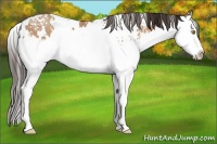 Horse Color:White Spotted Amber Champagne Splash 