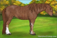 Horse Color:Chestnut  and Chestnut 
