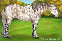 Horse Color:Buckskin Splash  and Buckskin Splash Appaloosa 