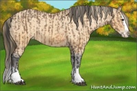 Horse Color:Buckskin Splash  and Buckskin Splash Appaloosa 