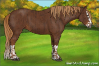 Horse Color:Gray Chestnut and Gray Chestnut Splash