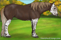Horse Color:Gray Chestnut  and Gray Chestnut Splash 