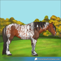 Horse Color:Bay Tobiano and Bay Tobiano