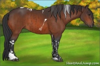Horse Color:Brown Tobiano  and Brown Tobiano 
