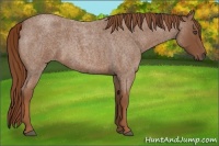 Horse Color:Red Roan