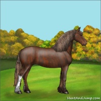Horse Color:Bay and Liver Chestnut