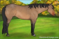 Horse Color:Bay Dun