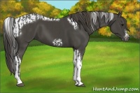 Horse Color:Smoky Black Tobiano  and Smoky Black Tobiano Frame 