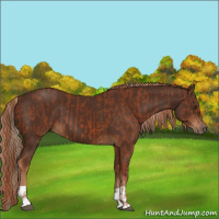 Horse Color:Chestnut  and Gray Chestnut 