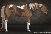 Horse Color:Liver Chestnut Tobiano and Chocolate Palomino Tobiano