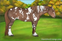 Horse Color:White Spotted Liver Chestnut 