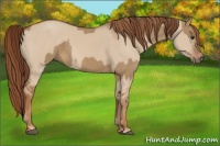 Horse Color:Red Dun and Red Dun