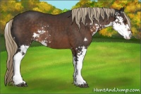 Horse Color:Liver Chestnut Sabino Rabicano 
