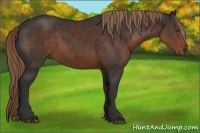Horse Color:Liver Chestnut Sabino Rabicano 