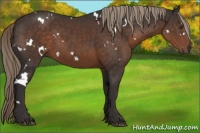 Horse Color:White Spotted Liver Chestnut Rabicano 
