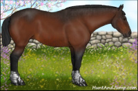 Horse Color:Bay  and Gray Bay 