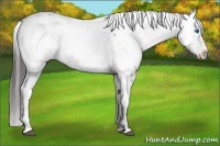 Horse Color:Liver Chestnut Frame 