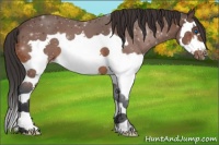 Horse Color:Bay Splash Frame Appaloosa 